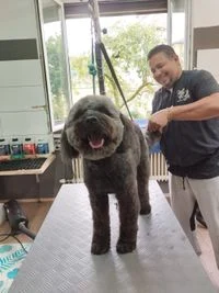 Claudio bei der Pflege eines Hundes im Salon