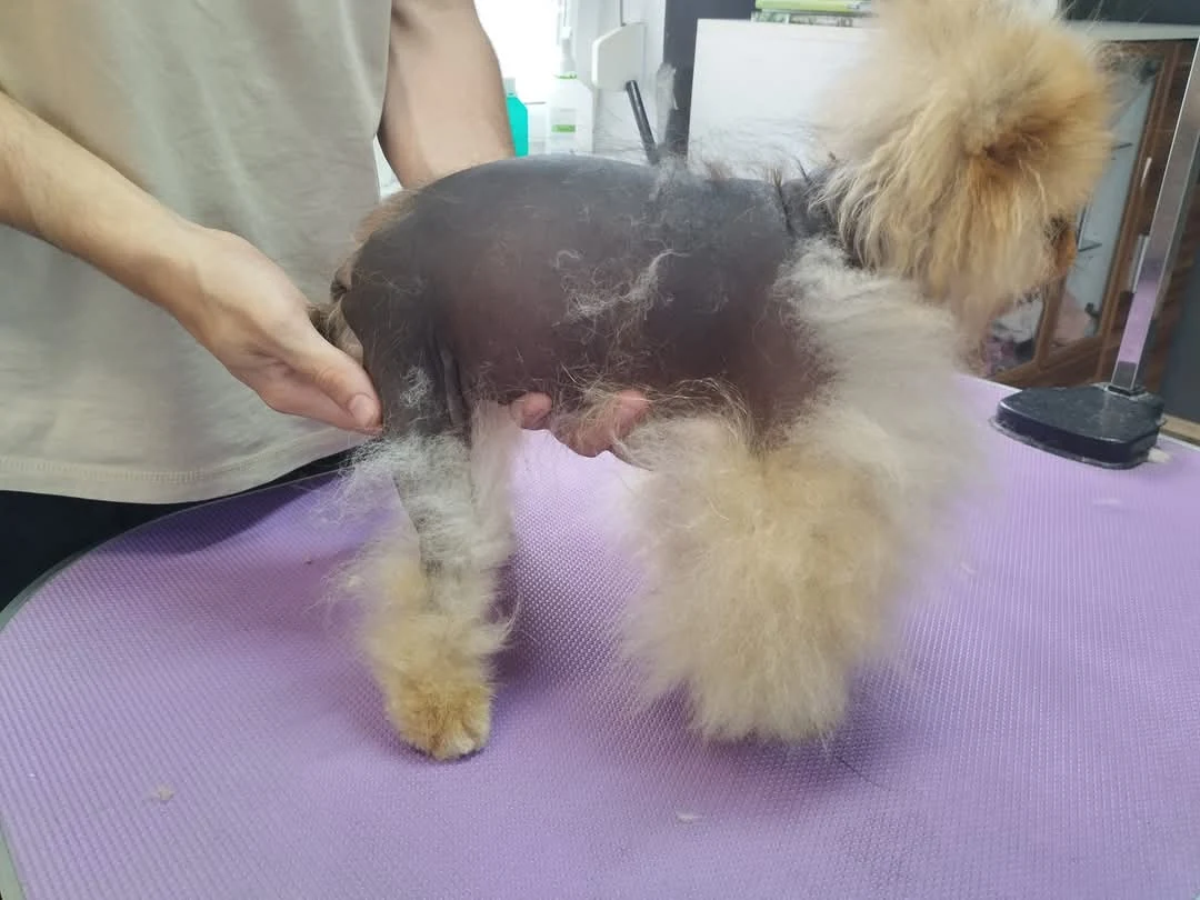 Hund mit großflächig fehlendem Fell am Rumpf