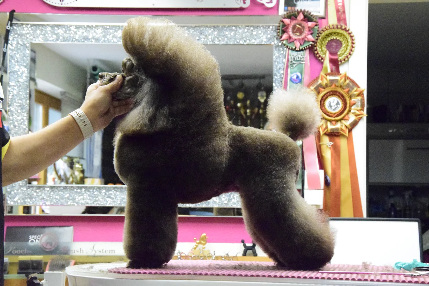Dunkler Hund mit voluminös geformtem Fell auf dem Pflegetisch