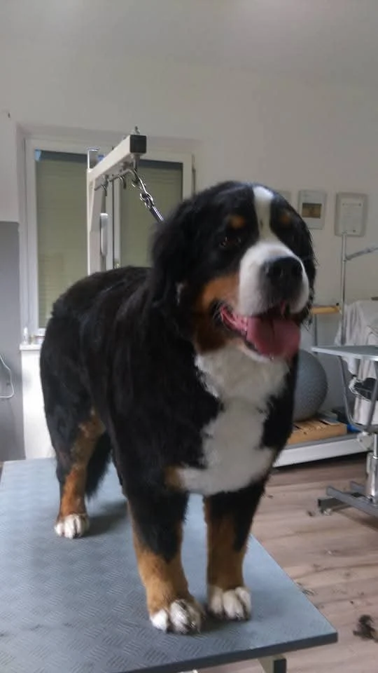 Berner Sennenhund auf dem Pflegetisch