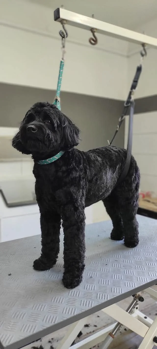 Schwarzer Hund mit gewelltem Fell im Profil
