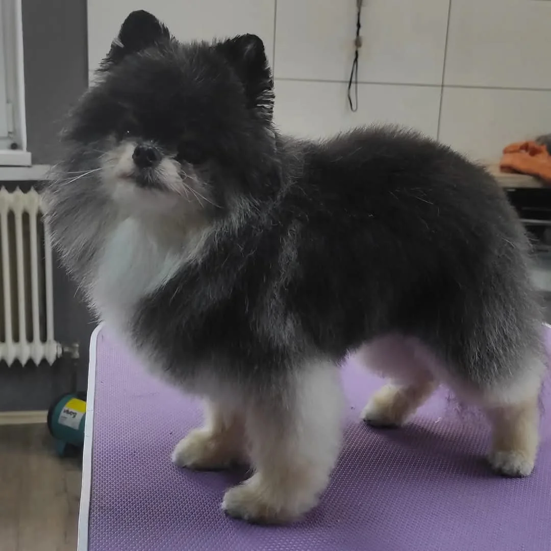 Schwarz-weißer Hund mit dichtem Fell auf dem violetten Pflegetisch