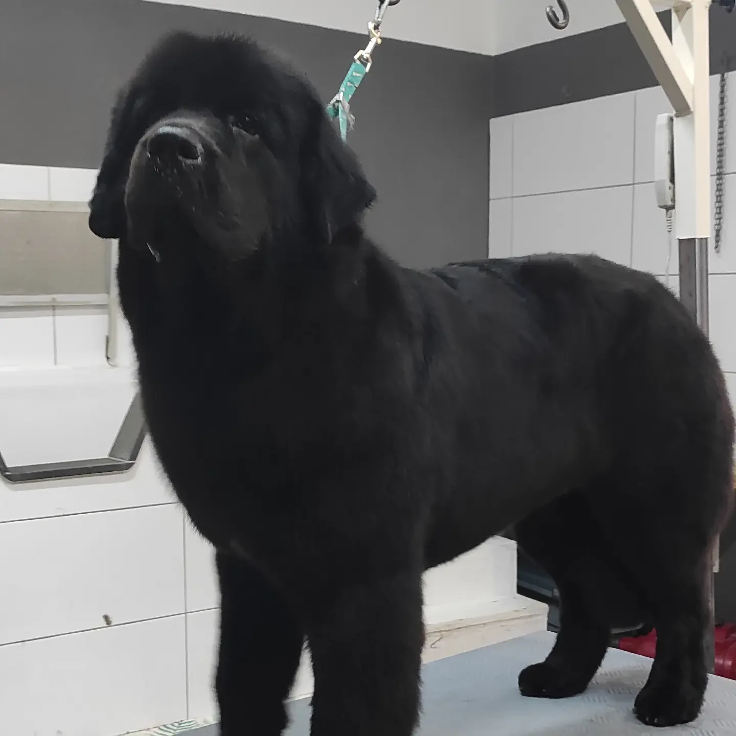 Großer schwarzer Hund mit gepflegtem Fell im Salon