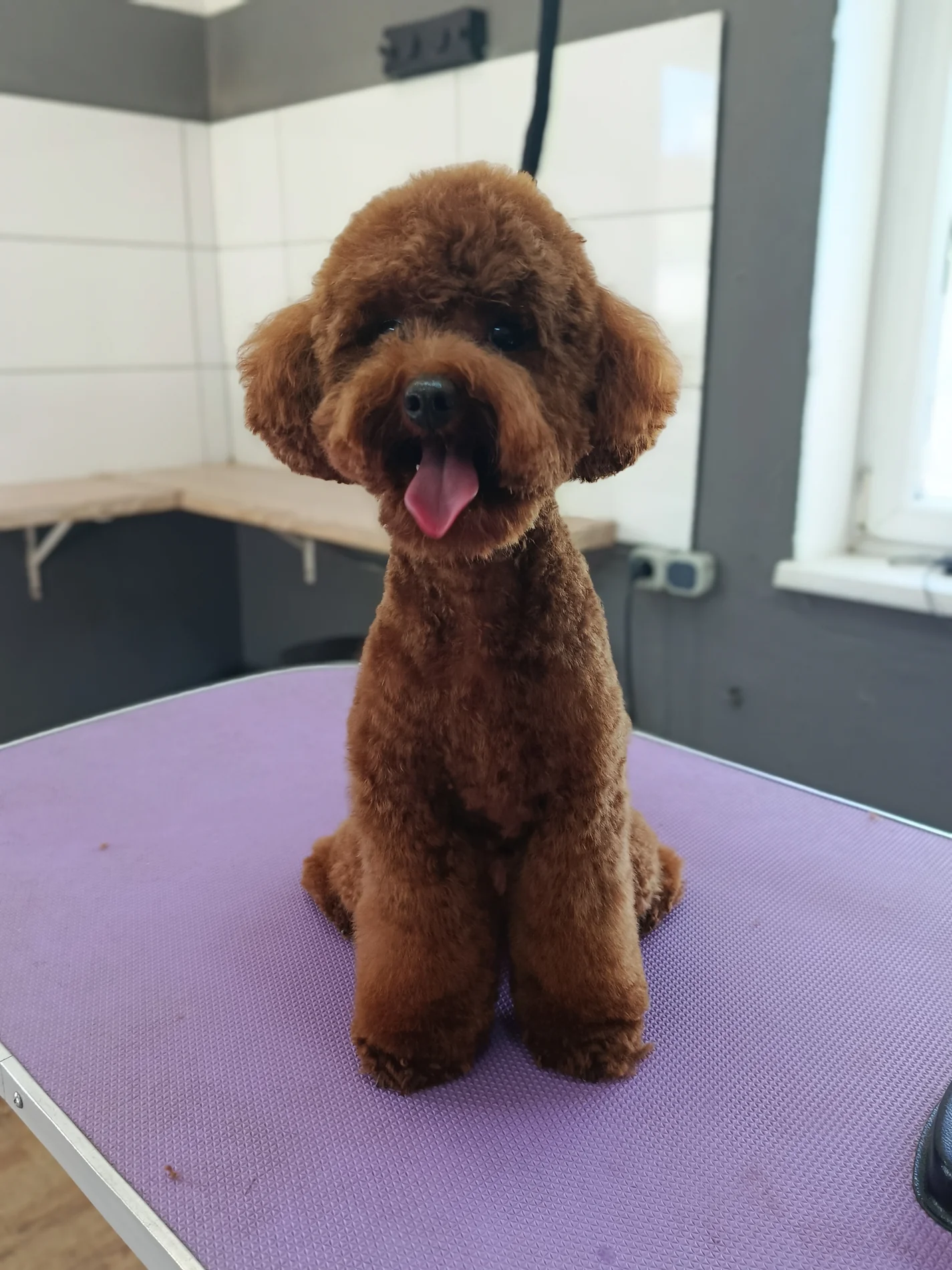 Brauner Hund mit lockigem Fell