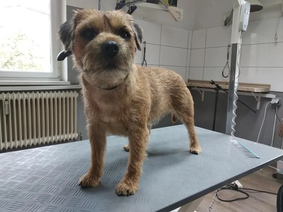 Brauner rauhaariger Hund im Profil auf dem Pflegetisch