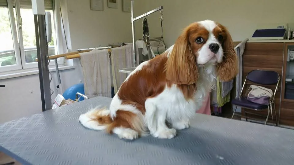 Weiß-brauner Hund mit langem Ohrfell auf dem Pflegetisch