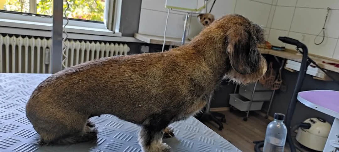 Rauhaardackel im Profil auf einem Pflegetisch im Salon