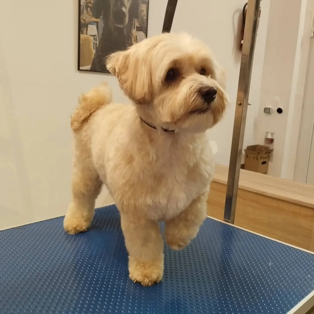 Kleiner goldfarbener Hund mit gepflegtem Fell im Salon
