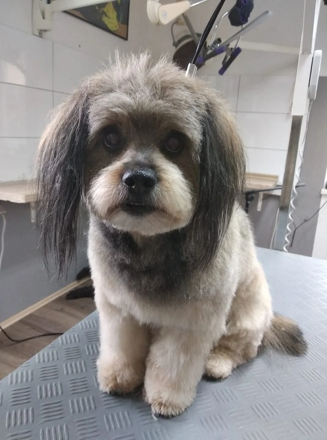 Grauer Hund mit langem Ohrfell