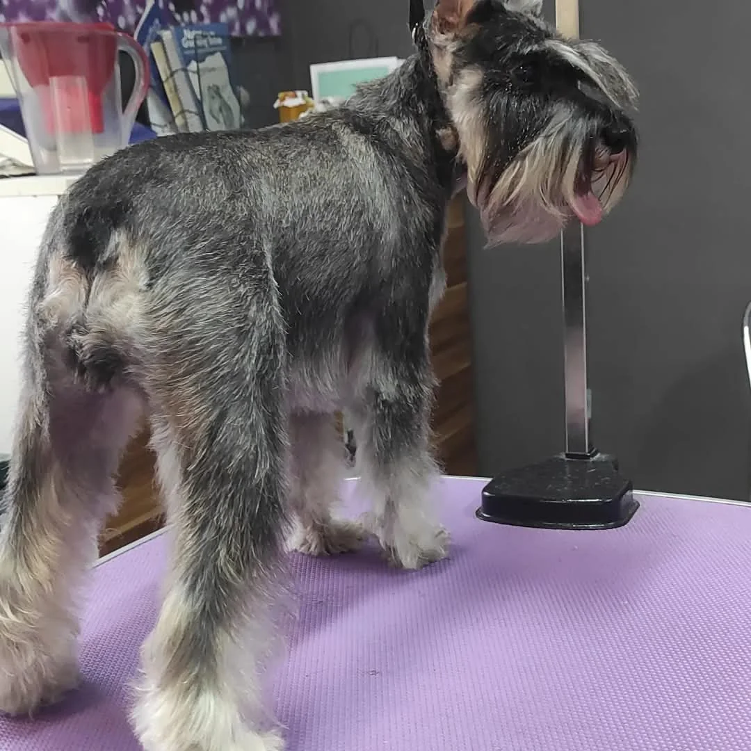 Grau-schwarzer Hund mit Bart im Profil auf dem Pflegetisch