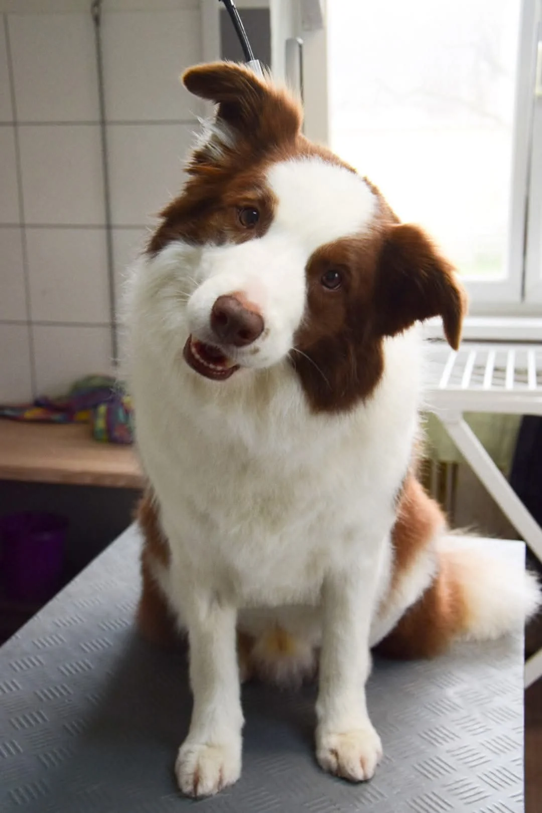 Weiß-brauner Hund im Salon