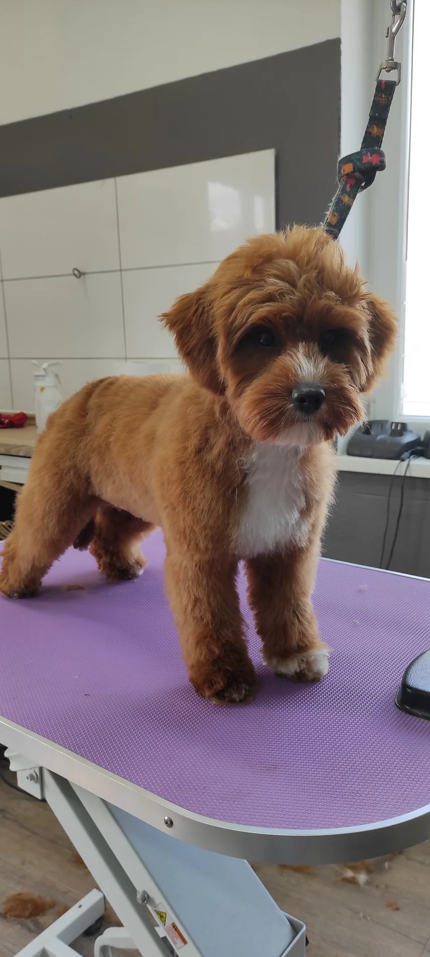 Kleiner brauner Hund mit hellem Brustfell auf dem Pflegetisch
