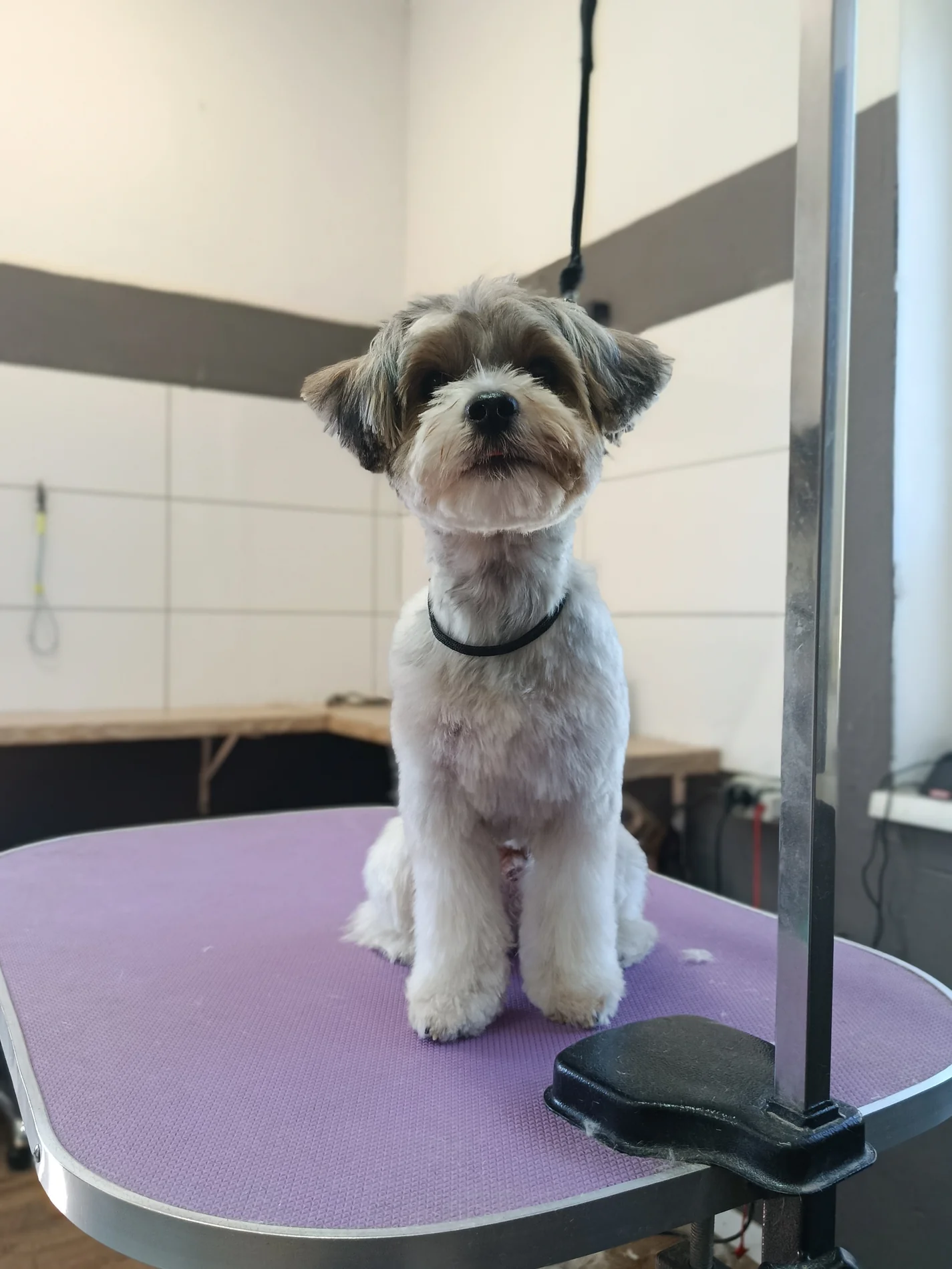 Kleiner grau-weißer Hund auf dem Pflegetisch