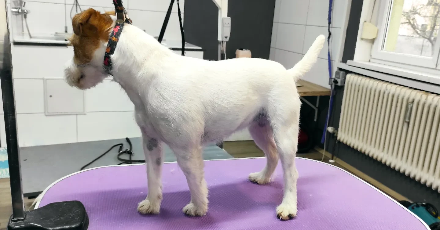Weiß-brauner Terrier im Profil mit gepflegtem Fell auf einem violetten Pflegetisch