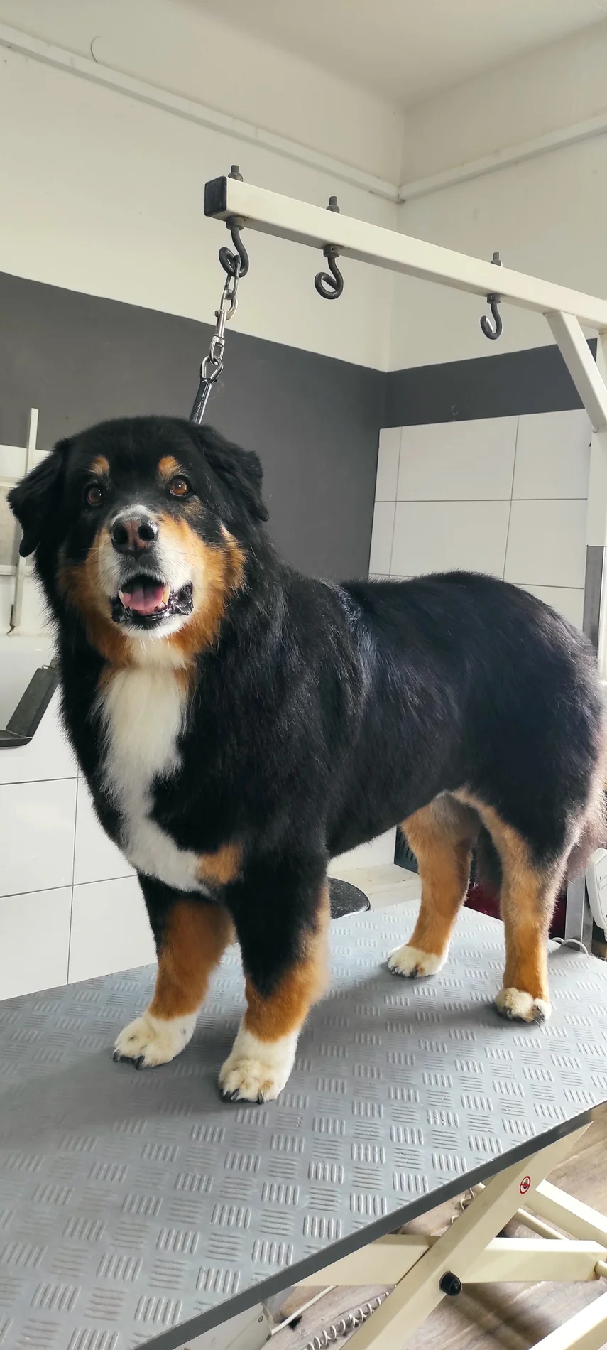Dreifarbiger langhaariger Hund im Salon
