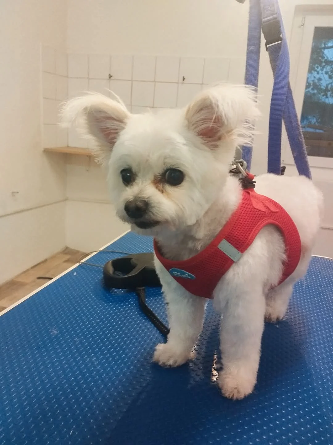 Kleiner weißer Hund mit rotem Geschirr auf dem Pflegetisch
