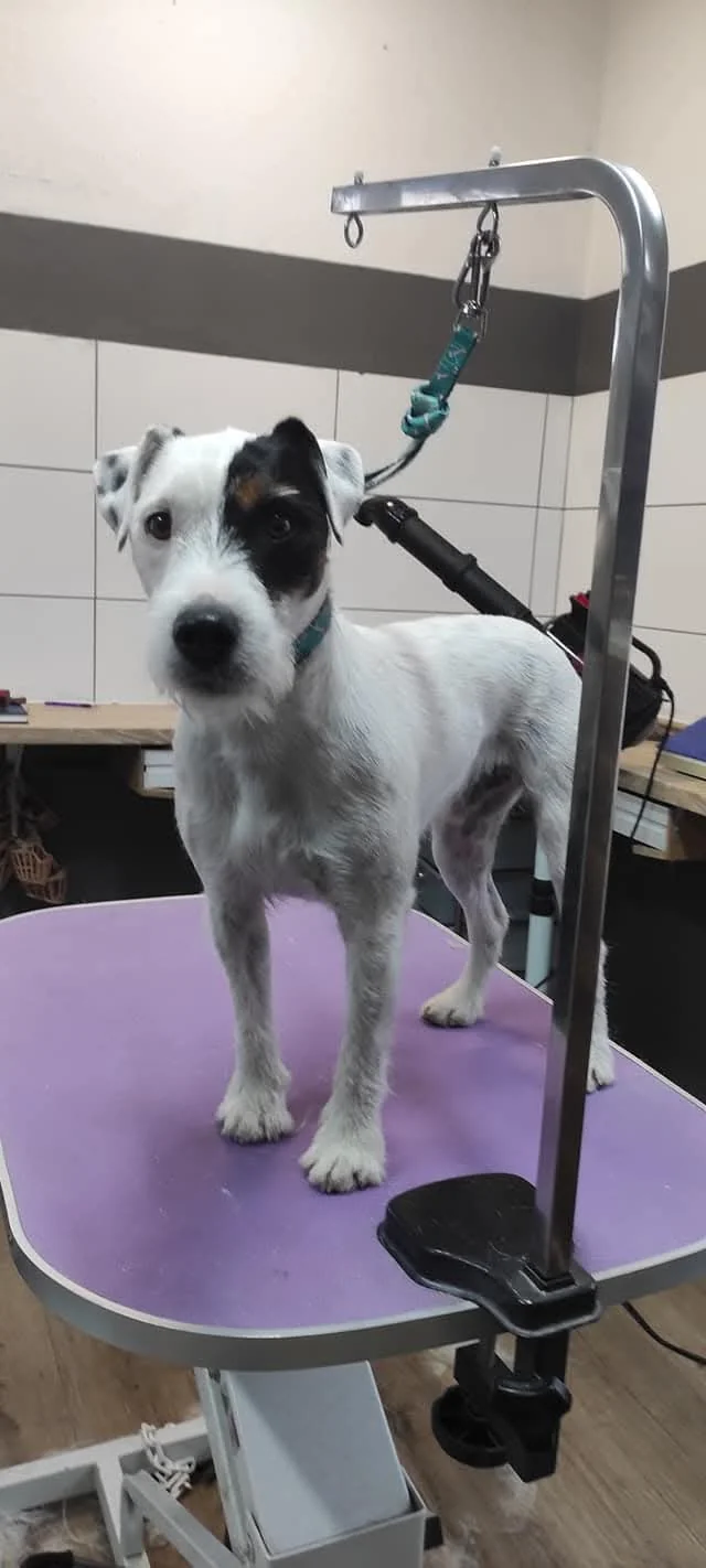 Weißer Hund mit dunklen Flecken auf dem violetten Pflegetisch