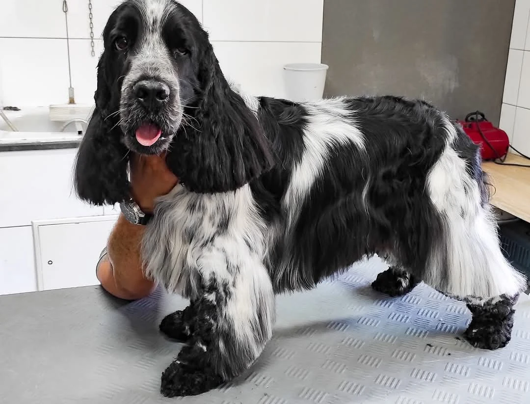Schwarz-weißer Spaniel mit sorgfältig ausgearbeitetem Fell im Salon von 4 DIRTY DOGS