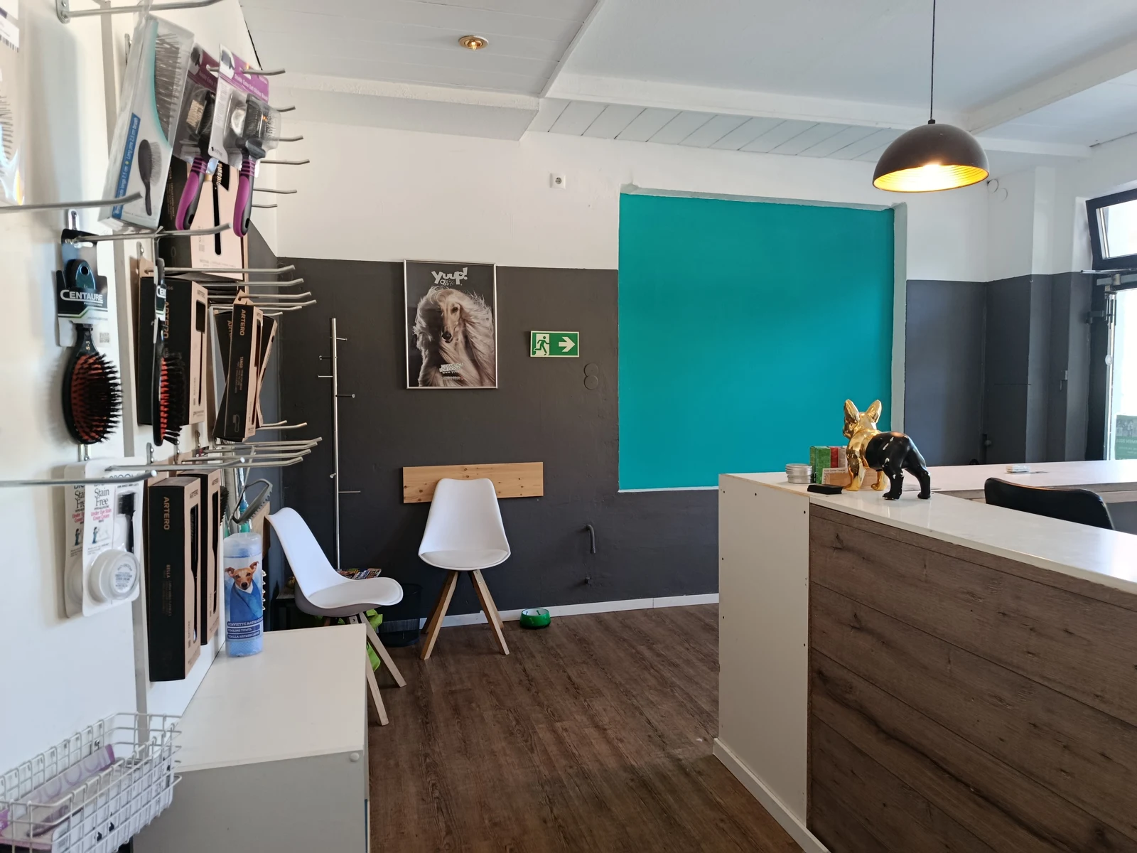 Einblick in den Salon mit Empfang, türkiser Wand und gerahmten Hundebildern