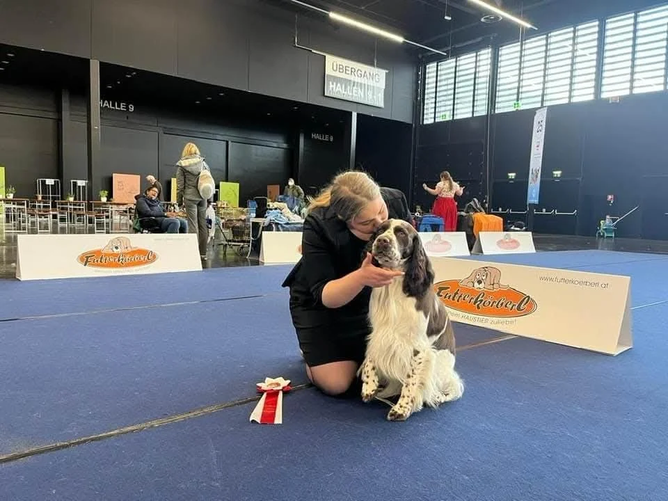 Schwarz-weißer Spaniel mit einer Begleitperson im Showring, daneben eine Platzierungsschleife
