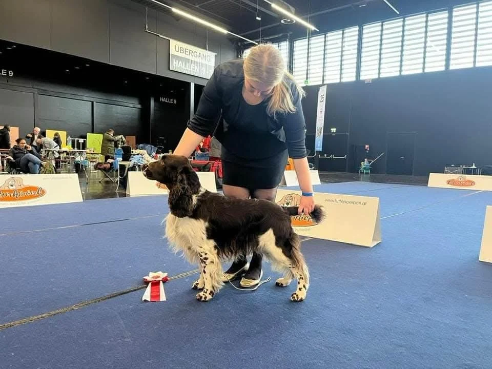 Ein schwarz-weißer Spaniel wird bei einer Hundeausstellung sorgfältig aufgestellt