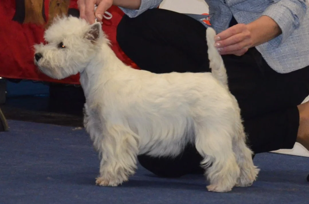 Weißer Terrier mit Begleitperson im Ausstellungsring