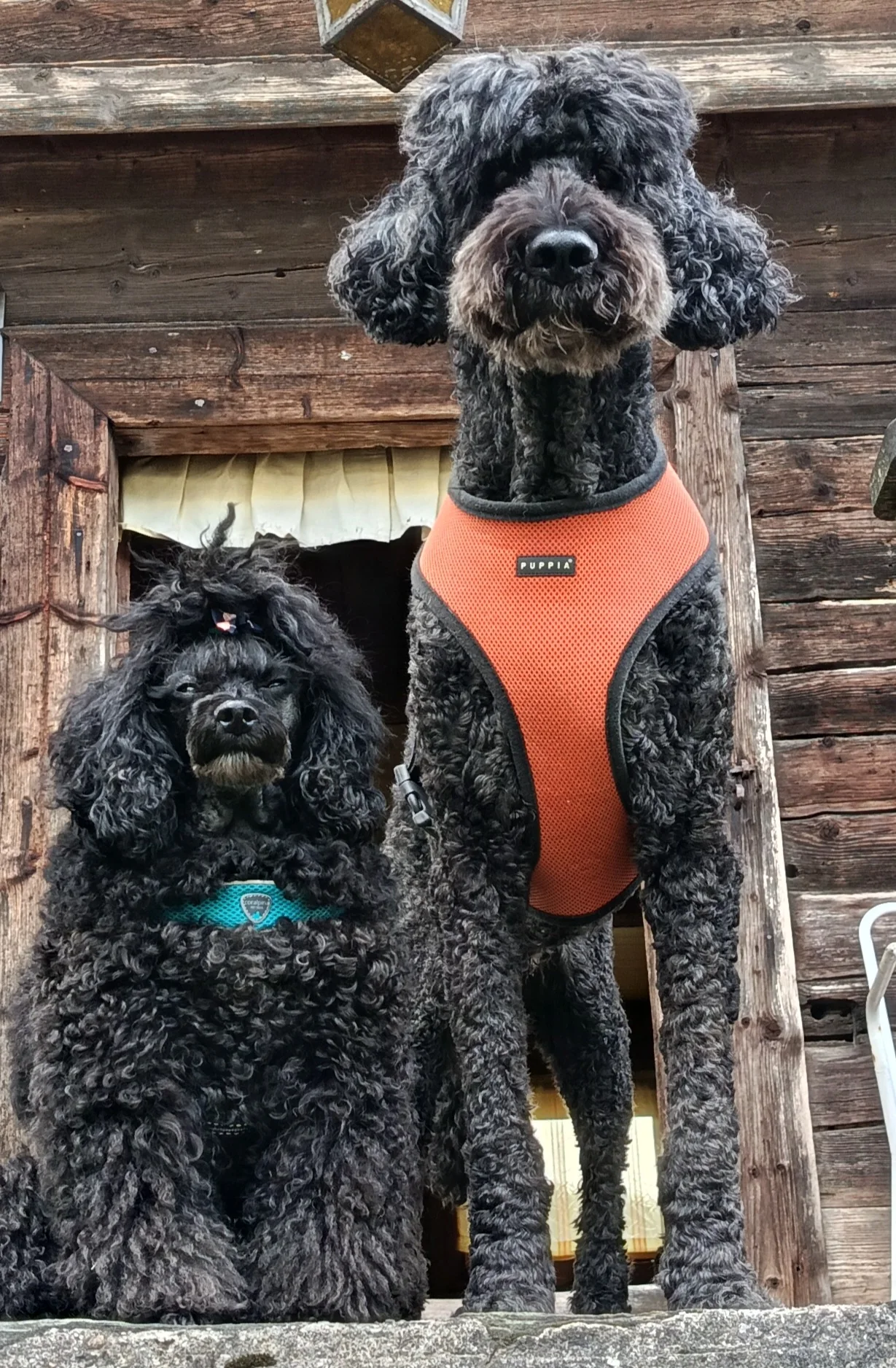 Die beiden eigenen Hunde von 4 Dirty Dogs